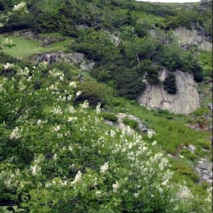 střemcha skalní, kvetoucí keře
