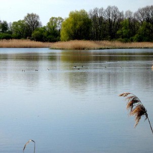 Velký Pavlovický rybník