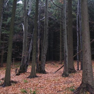 Čerňavina
