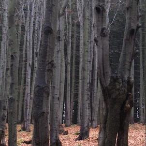 Čerňavina