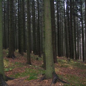 Čerňavina