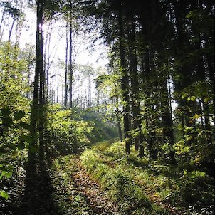 v lese nad Ondřejnicí