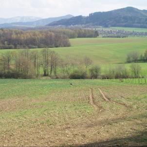 zvěř pod Okrouhlou