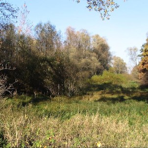 Bartošovický luh