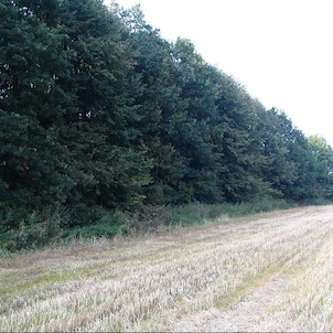 Koryta