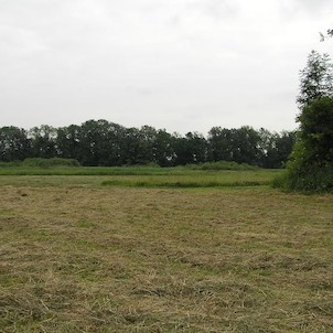 Rákosina