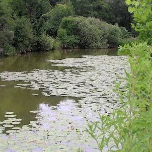 I. Bergrová tůň