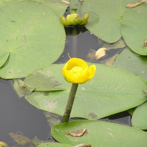 květ Stulíku (Nuphar lutea)