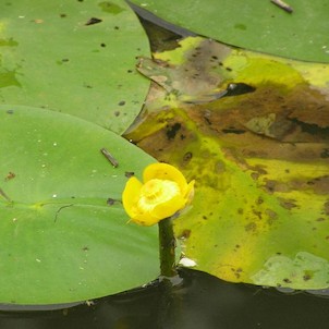 Stulík žlutý (Nuphar tutea)