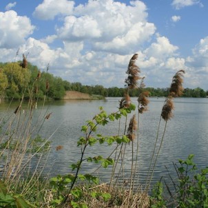 Dolní bartošovický rybník
