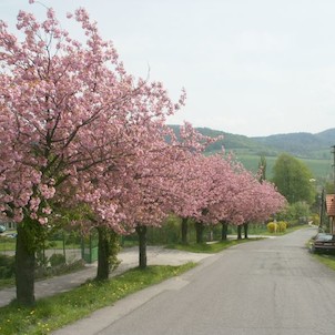 Třešňová alej u Základní školy Starý Jičín