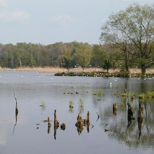 Rybník Kotvice