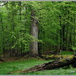Černý les u Šilheřovic