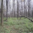Polanský les