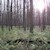 Polanský les, Polanský les