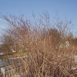 Křídlatka nad Zábřežkou