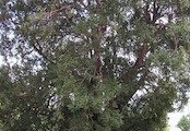 Tis - památný strom, stáří 700 - 800 let