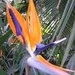 Palmový skleník Flora
