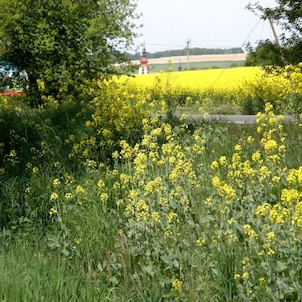 Kokory