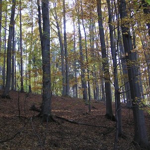 Bukoveček, Rezervace