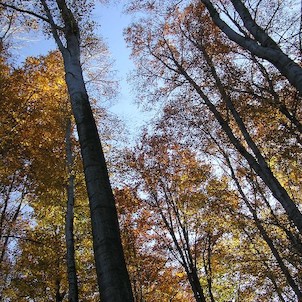 Dvorčák, Rezervace