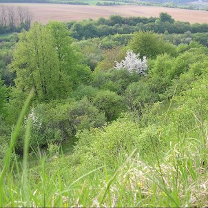 Vápenice