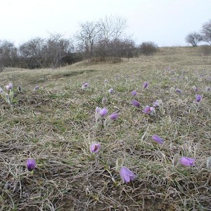 Koniklece - Vápenice