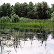 Mlýnský rybník a rybník Rohlík