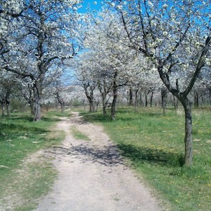 Třešňovka - i tady jsou pastviny koní