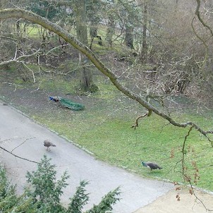 Konopiště