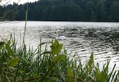 labuť