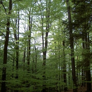 NPR Voděradské bučiny