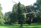 V místním parku se nacházejí velmi vzácné stromy