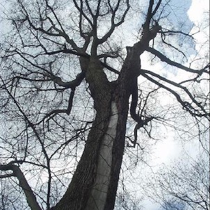 chráněný strom