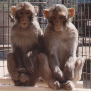 Opičky Makak Rhesus jsou jednou skupinou našich zvířat