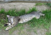Kočka domácí lenošící