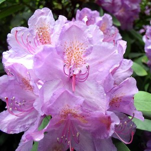 rododendron - detail