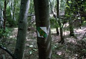 značení ke kameni Gibbon