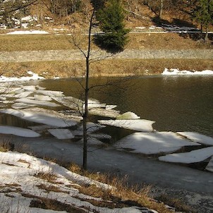 Kamenička, kry na přehradě