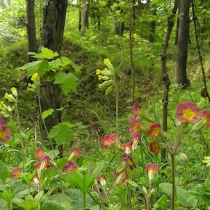 Perštejn - zřícenina, prvosenky na hradě