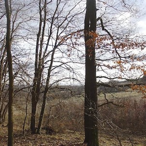 Sedlo, pod vrcholem Sedla