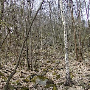 Divočina na svazích Kalichu