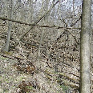 Divočina na svazích Kalichu