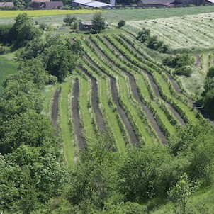 vinice v Chlumčanech na Pšaňáku