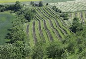 vinice v Chlumčanech na Pšaňáku