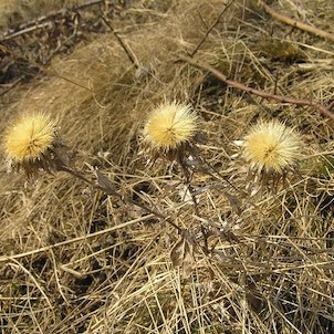 pod Číčovem, pupava