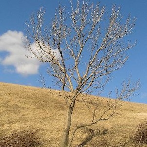 strom pod Číčovem, Číčov