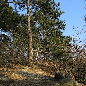 Kaňkov, borovice na západní stráni