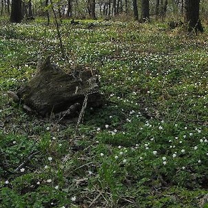 pod Kaňkovem, les na severní straně Kaňkova