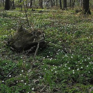 pod Kaňkovem, les na severní straně Kaňkova